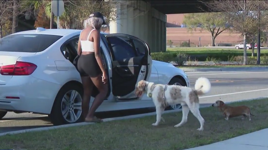 New bill would ban dogs hanging out of car windows